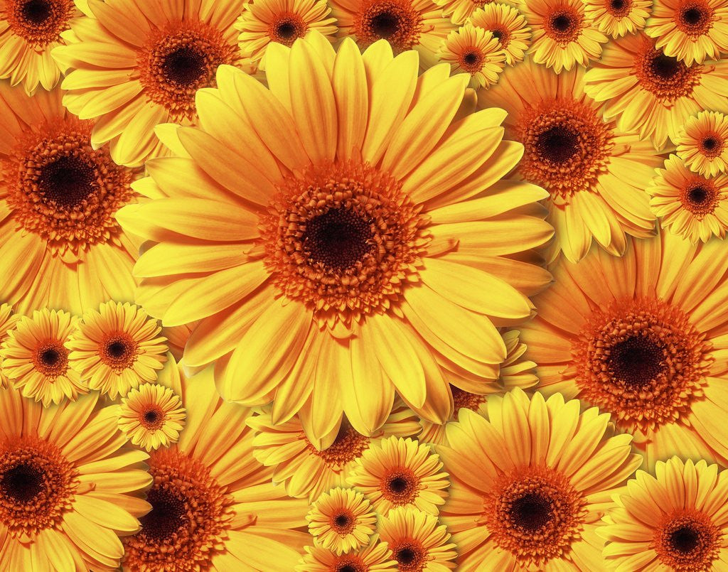 Detail of Sun flowers by Corbis