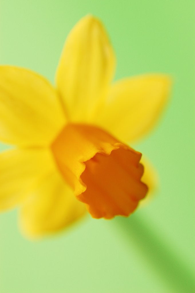 Detail of Yellow daffodil by Corbis