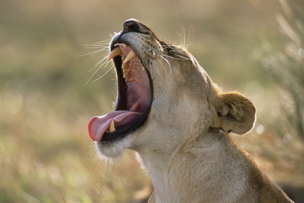 Detail of Lioness Yawning by Corbis