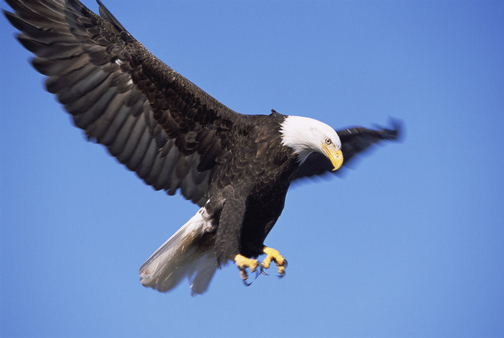 Detail of Bald Eagle in Flight, Alaska by Corbis