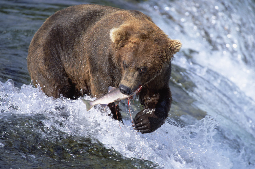 Detail of Brown (Grizzly) Bear Catching Fish in Alaska by Corbis