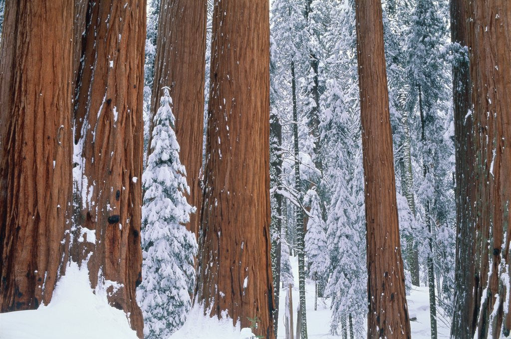 Detail of Snow covered redwood trees in winter, Yosemite, USA by Corbis