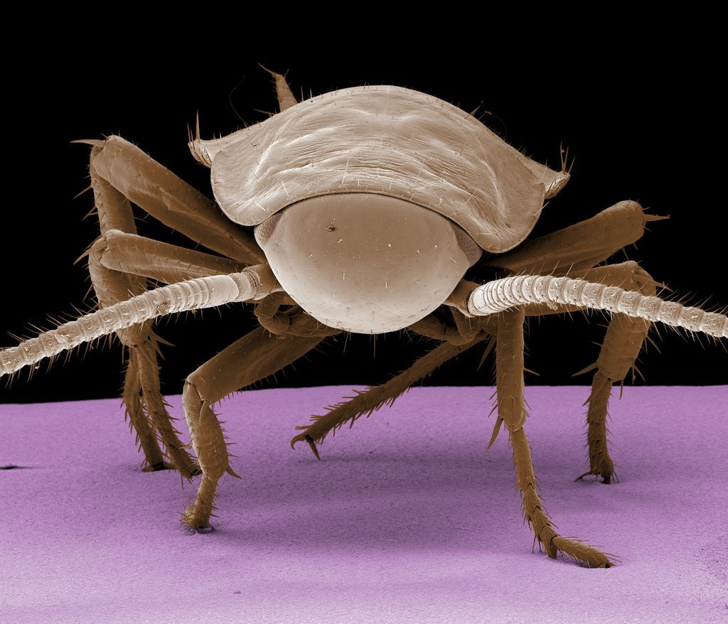 Detail of Juvenile Cockroach by Corbis