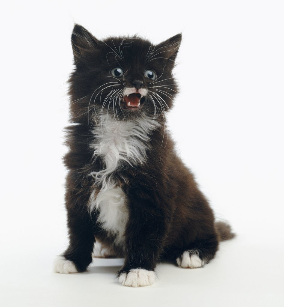 Detail of Mewing Kitten by Corbis