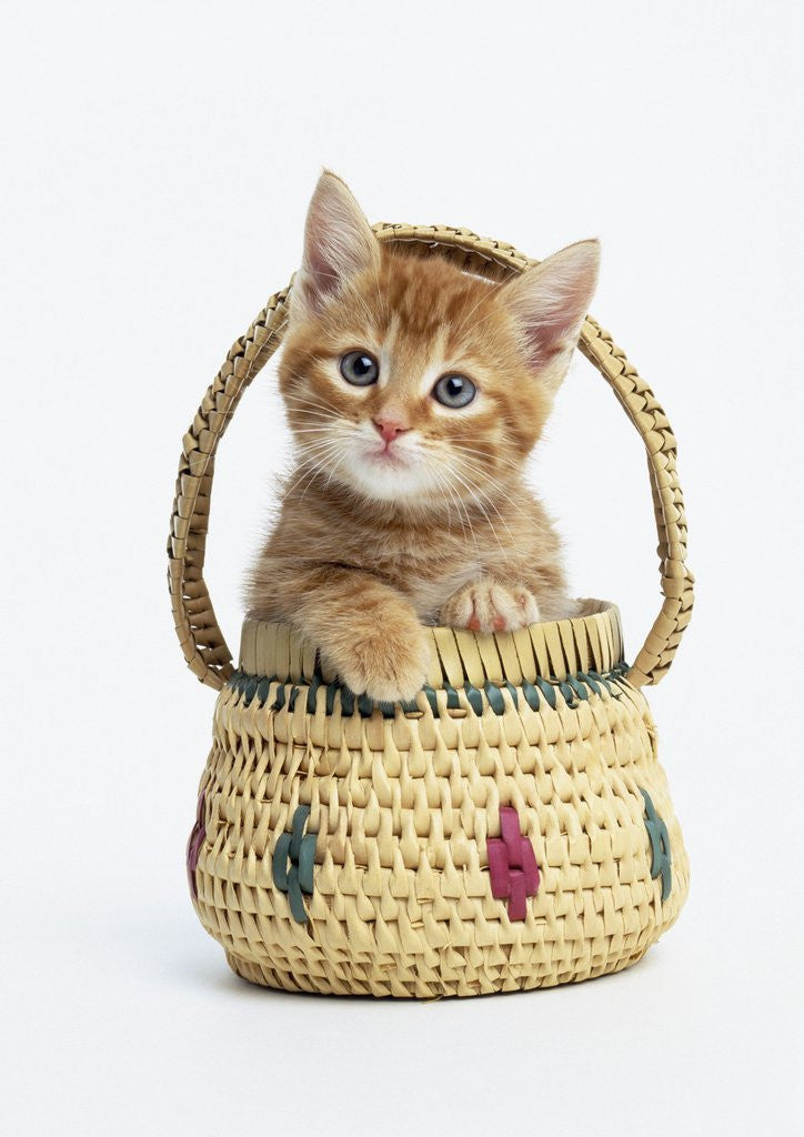 Detail of Orange Tabby Kitten in Basket by Corbis