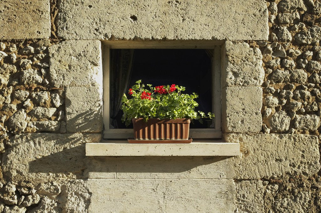 Detail of Red Geraniums on a window sill by Corbis