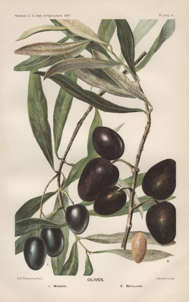 Detail of Lithograph of Olives by D.G. Passmore