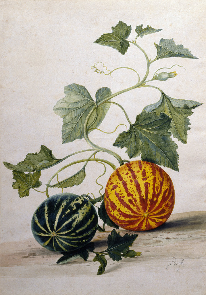 Detail of A Study of Gourds by Pieter Withoos