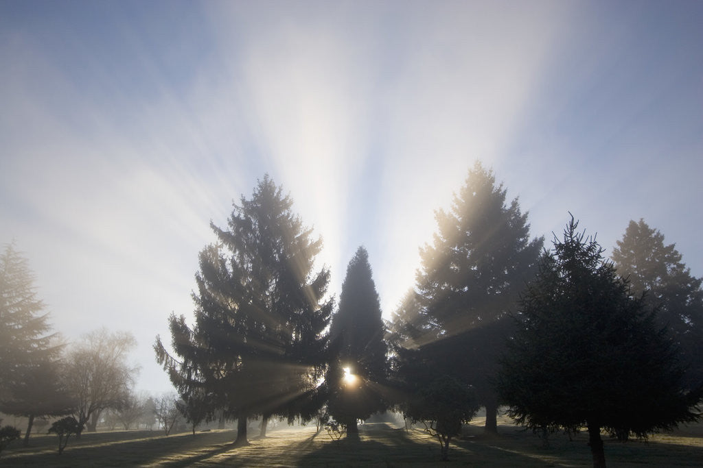 Detail of Sunbeams Through Fog and Trees by Corbis