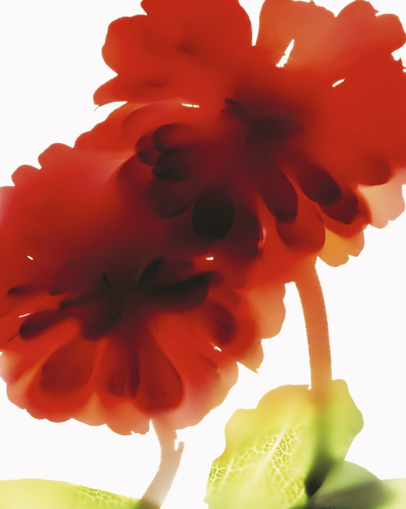 Detail of Red Zinnias by Corbis