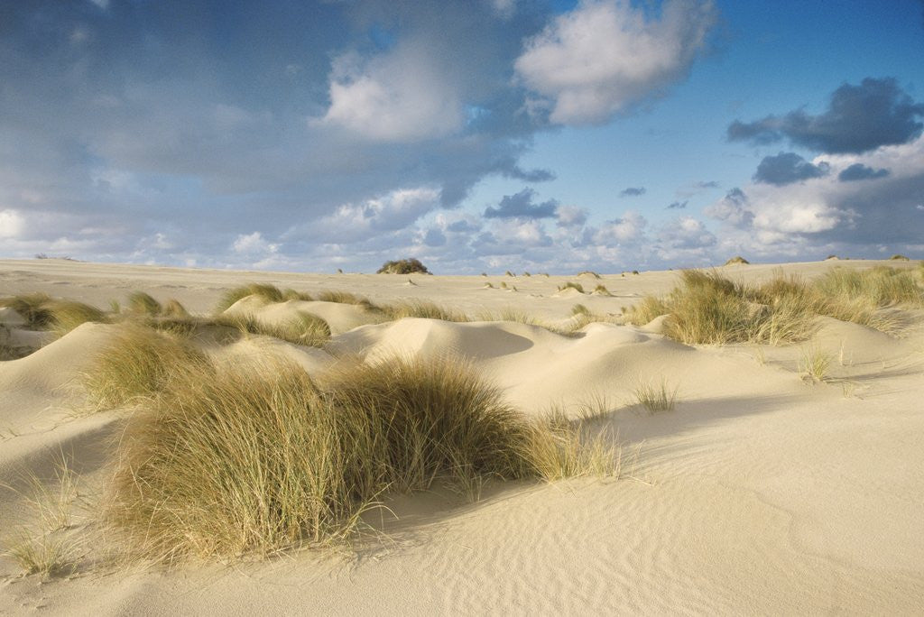 Detail of Landscape view of a desert by Corbis