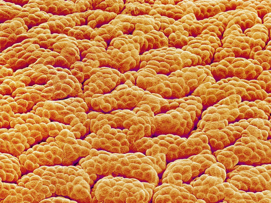 Detail of Mucous Membrane from Stomach of a Rat by Corbis