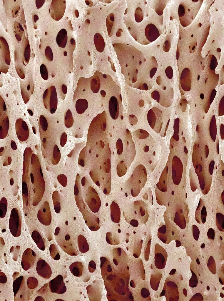 Detail of Bone Tissue by Corbis