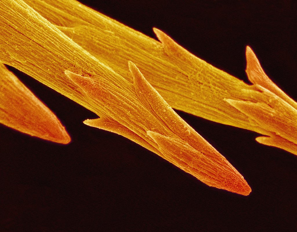 Detail of Spine Tip of Cholla Cactus by Corbis