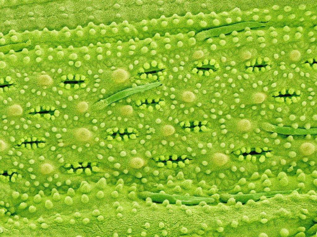 Detail of Stomata on Rice Plant Leaf by Corbis