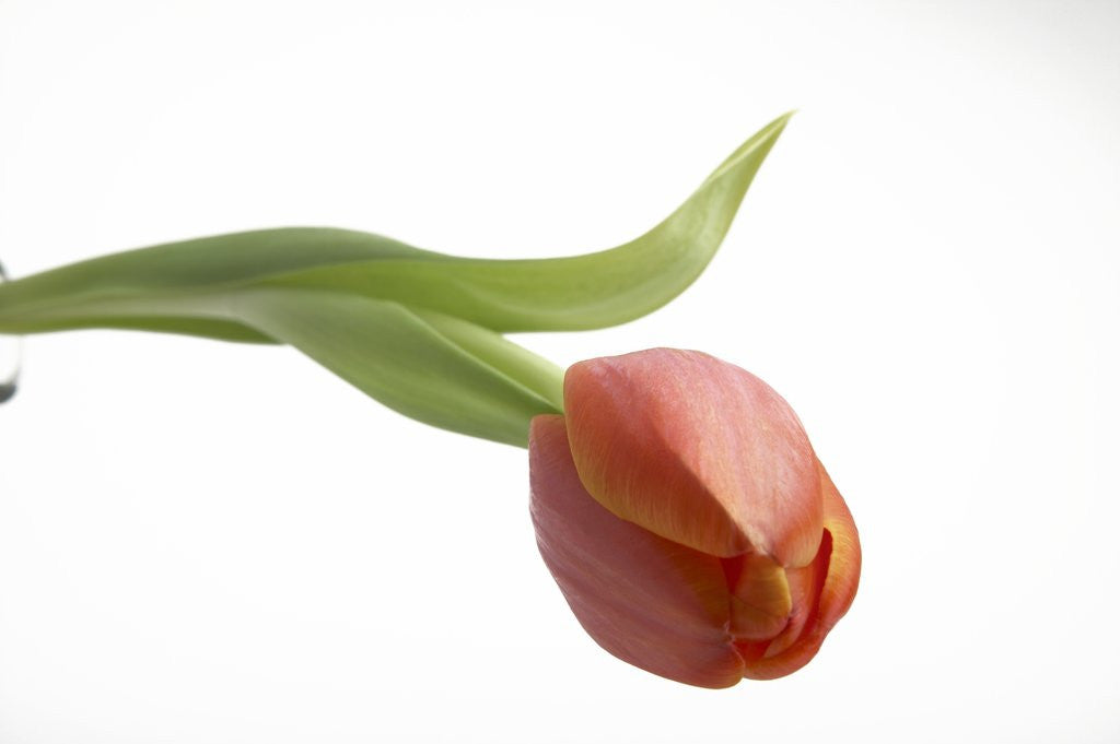 Detail of Red Tulip by Corbis