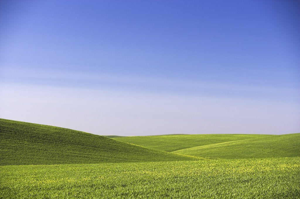 Detail of Landscape of Wheat Fields by Corbis