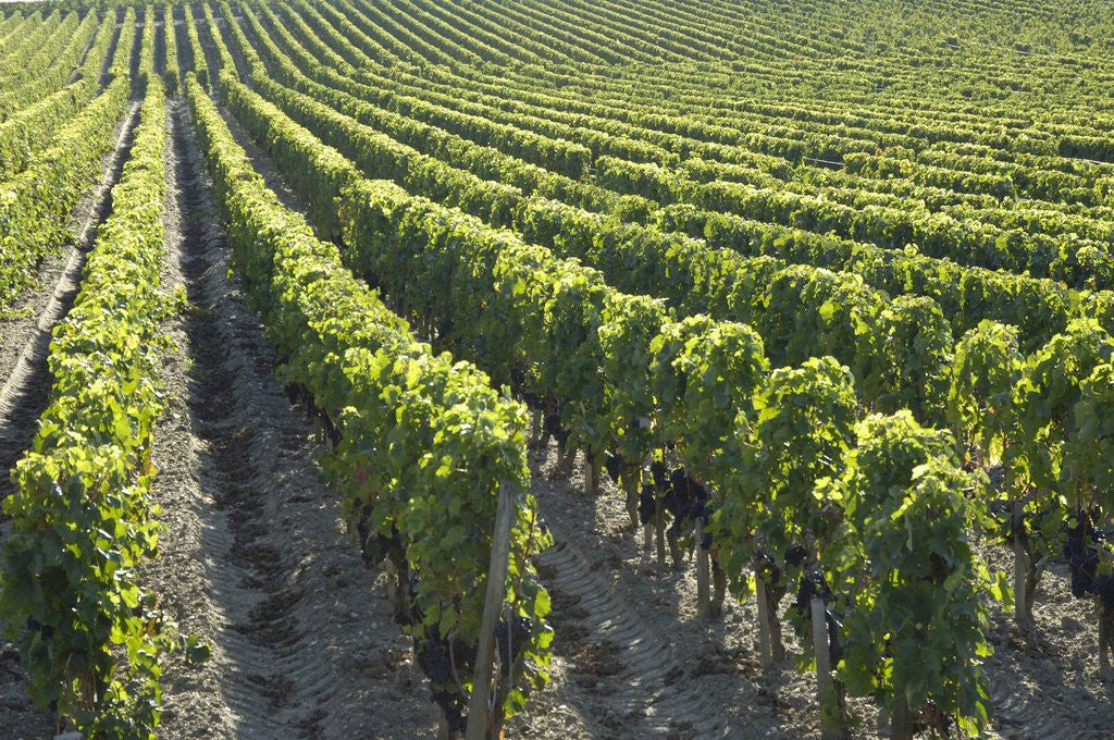 Detail of Rows of Grapevines in Vineyard by Corbis