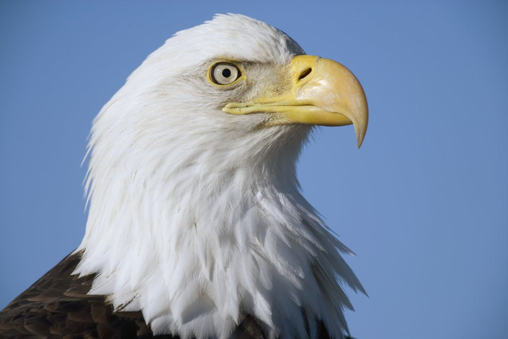 Detail of Bald Eagle by Corbis
