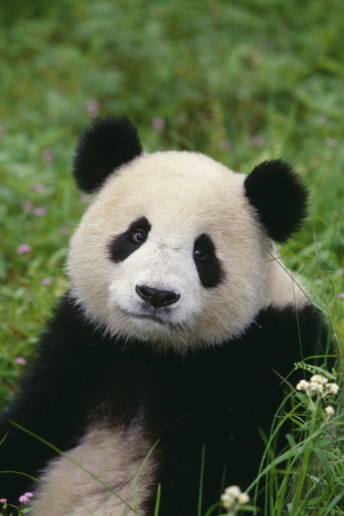 Detail of Giant Panda in Grass by Corbis