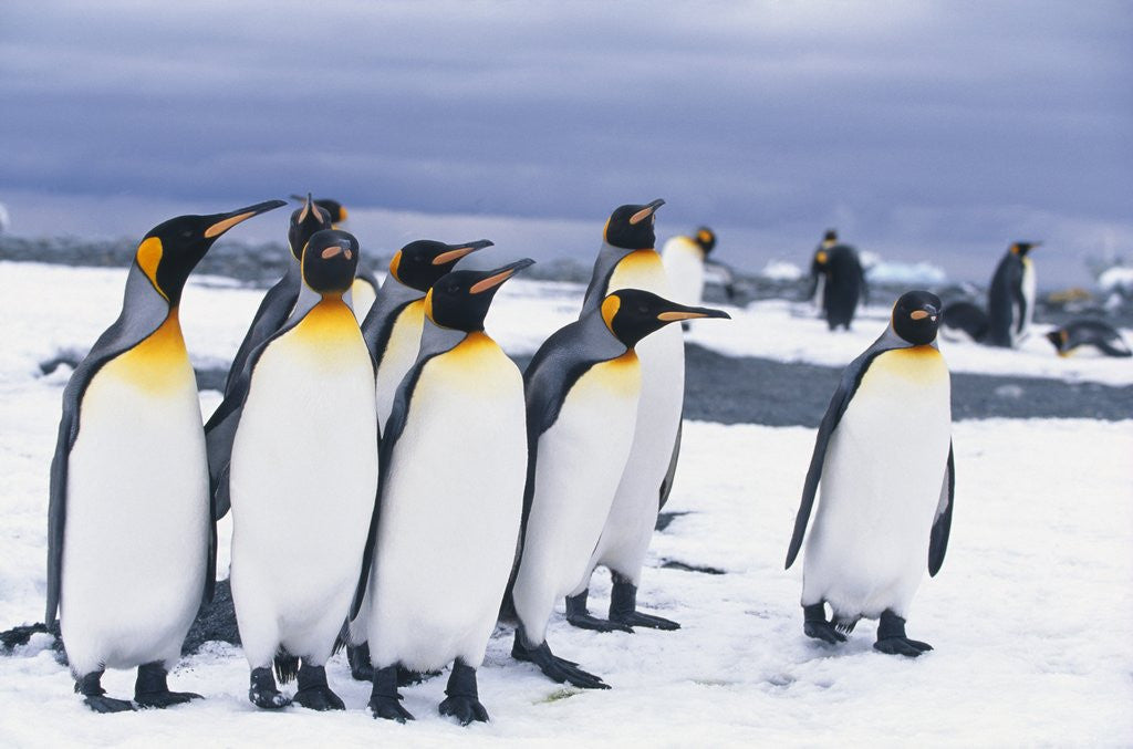 Detail of King Penguins by Corbis