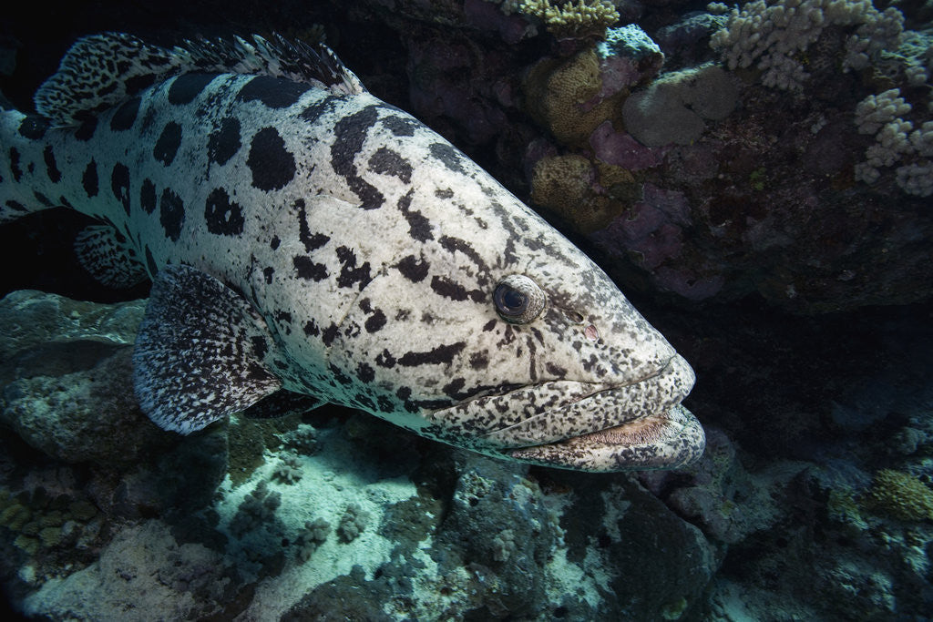 Detail of Potato Cod in the Great Barrier Reef by Corbis