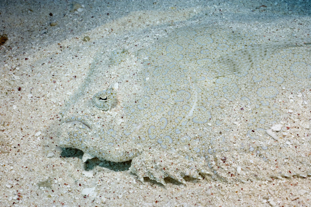 Detail of Flowery Flounder Camouflaged Into Sand Bottom by Corbis