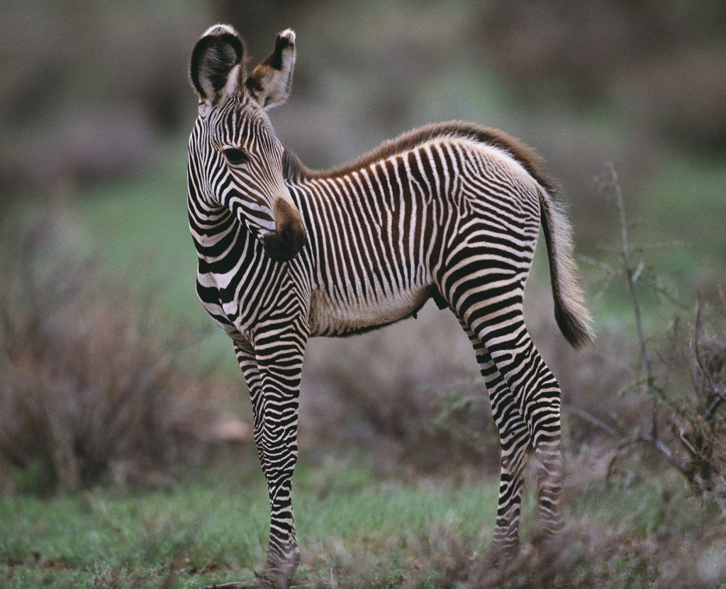 Detail of Young Grevy's Zebra by Corbis