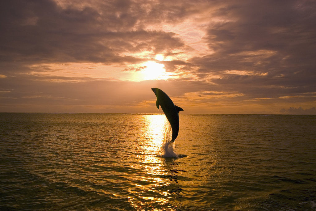 Detail of Dolphin Breaching at Sunset by Corbis