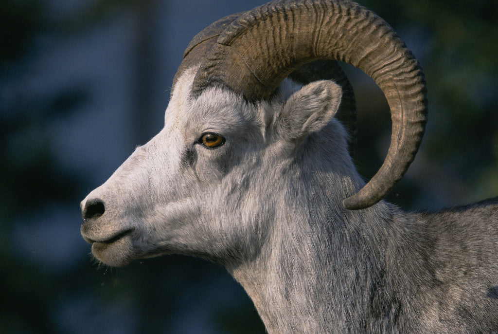 Detail of Stone Sheep Ram by Corbis