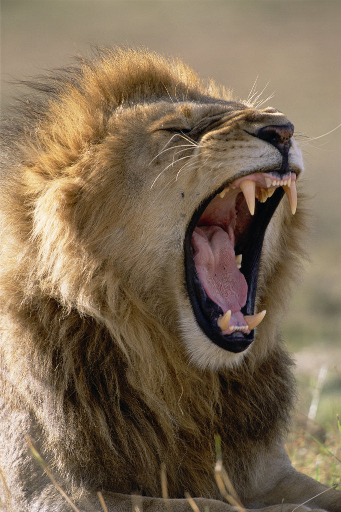 Detail of Lion Roaring by Corbis
