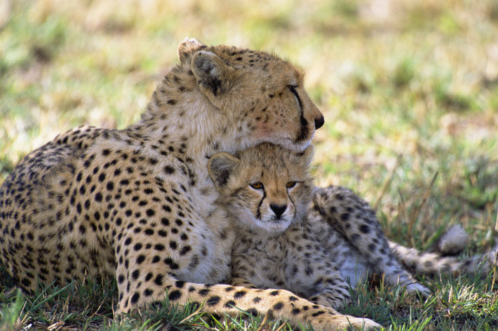 Detail of Cheetah mother and cub resting in shade together by Corbis