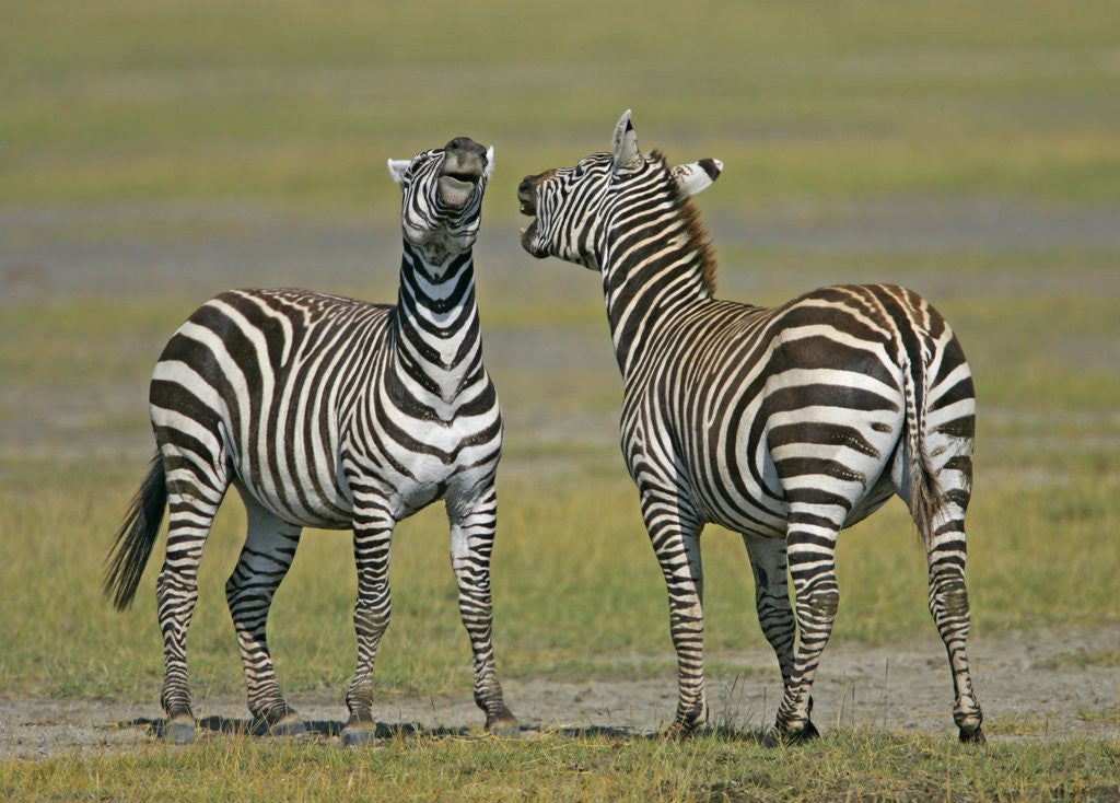 Detail of Pair of Zebras by Corbis