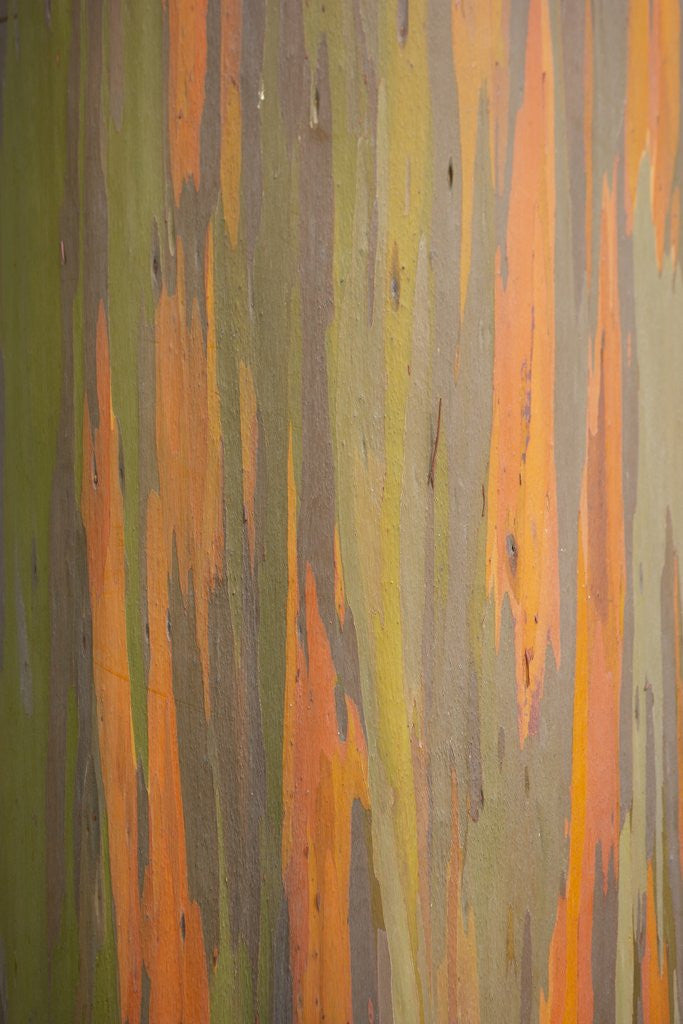 Detail of Rainbow Eucalyptus Tree Bark by Corbis