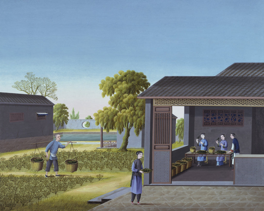 Detail of Early 19th-Century Chinese Painting of Tea-Picking by Corbis