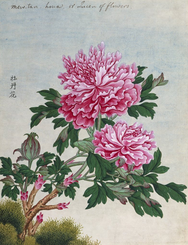 Detail of Chinese Watercolor of Pink Peonies by Corbis