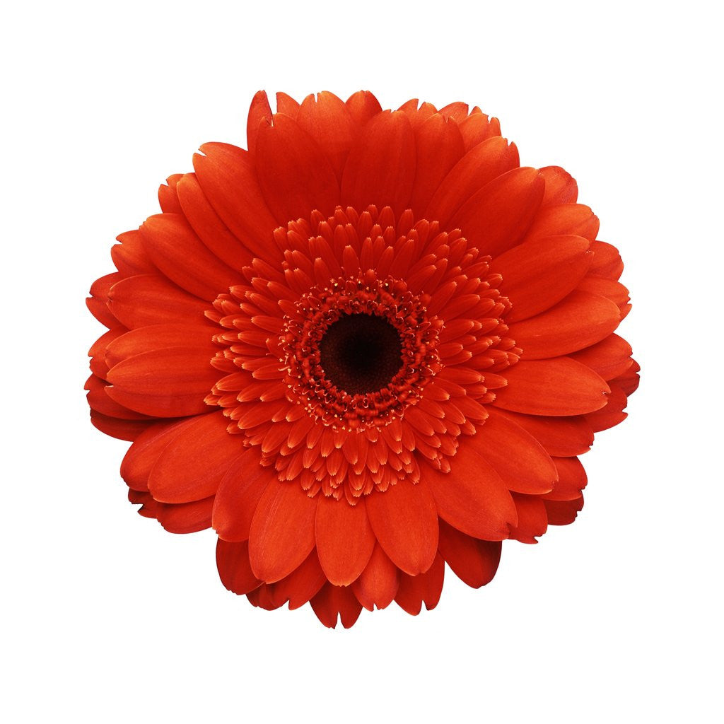 Detail of Intense Orange Gerbera Daisy by Corbis