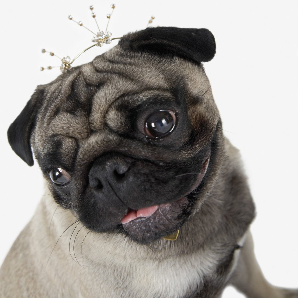 Detail of Pug Wearing Tiara by Corbis