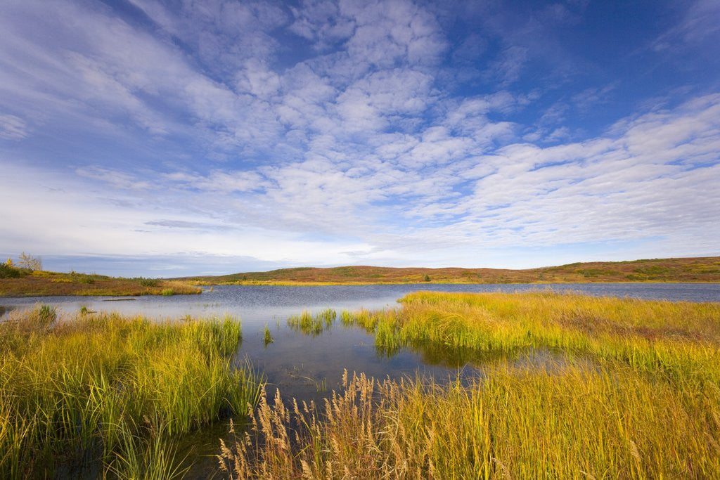 Detail of Tundra Marsh by Corbis