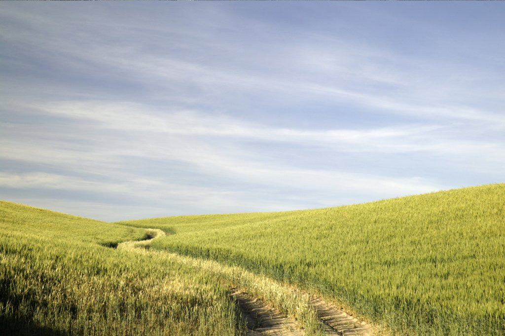 Detail of Path Through Wheatfield by Corbis