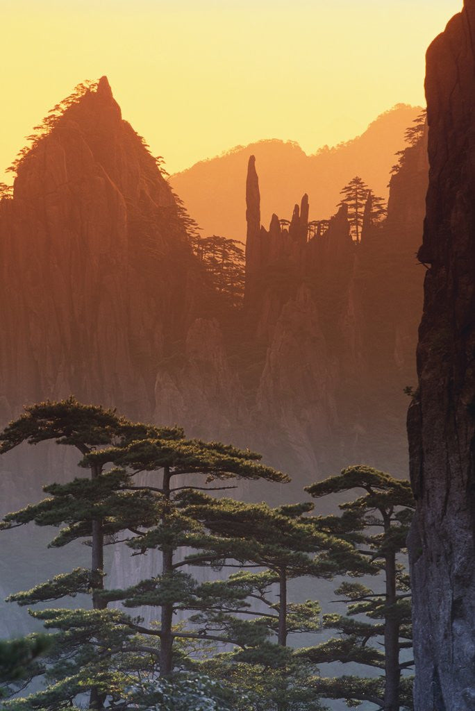 Detail of Mt. Huangshan Pine Trees by Corbis