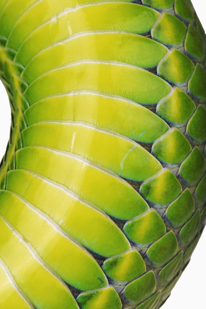 Detail of Green Snake Scales by Corbis