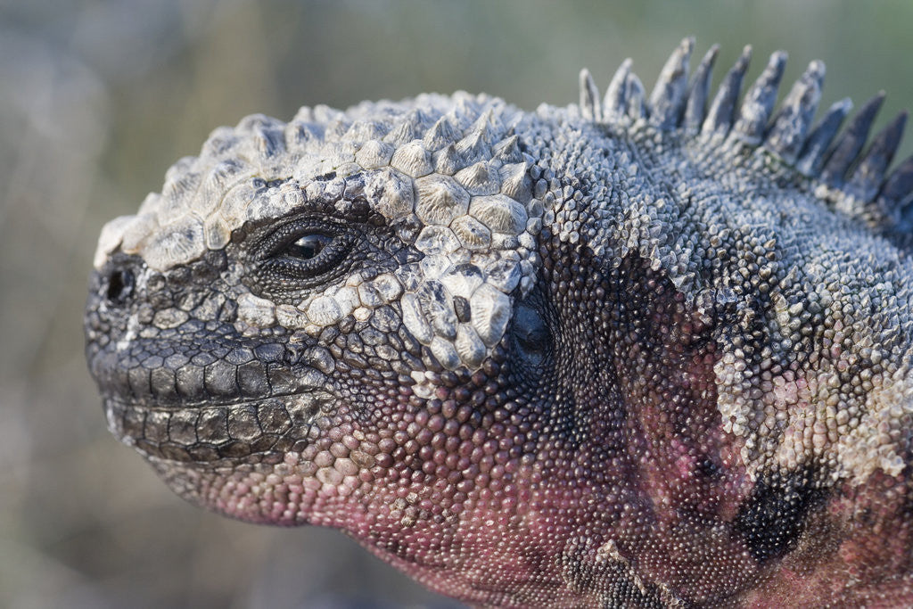 Detail of Close-up of Red Marine Iguana by Corbis