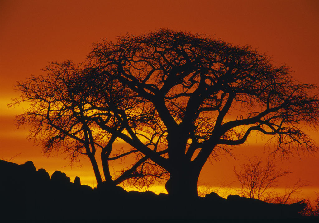 Detail of Baobab Trees at Sunset by Corbis