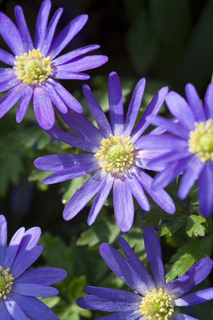 Detail of Blue Star Anemone by Corbis