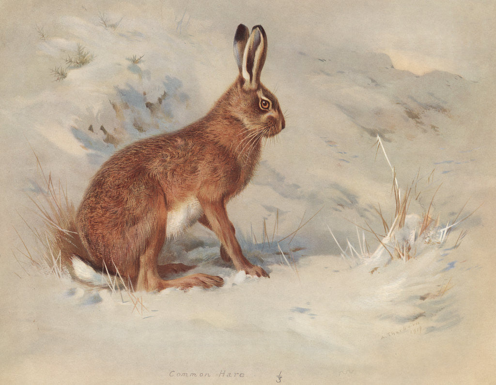 Detail of Lepus Europaeus: The Common Hare by Archibald Thorburn