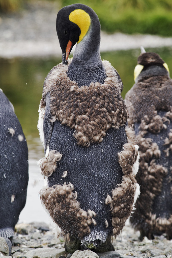 Detail of Molting King Penguin by Corbis