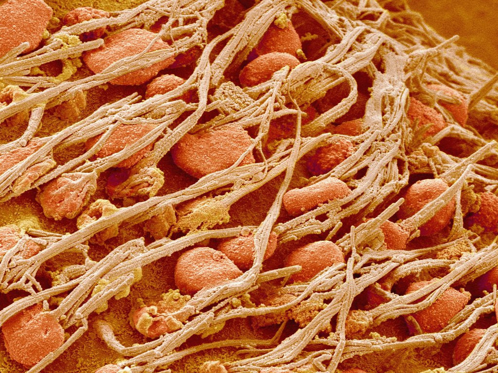 Detail of Cilia of the Inner Ear of a Rabbit by Corbis