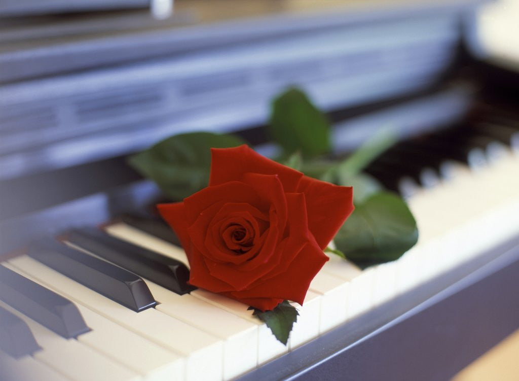 Detail of Red Rose on Piano by Corbis