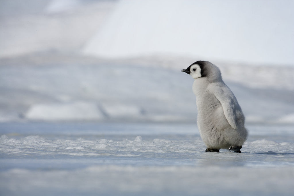 Detail of Emperor Penguin Chick in Antarctica by Corbis